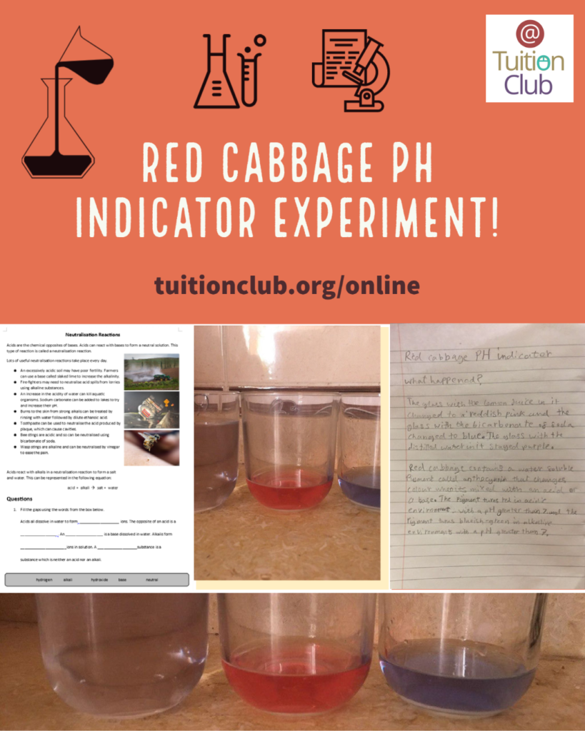 KS3 Science Red Cabbage Ph Indicator Experiment! » The Tuition Club